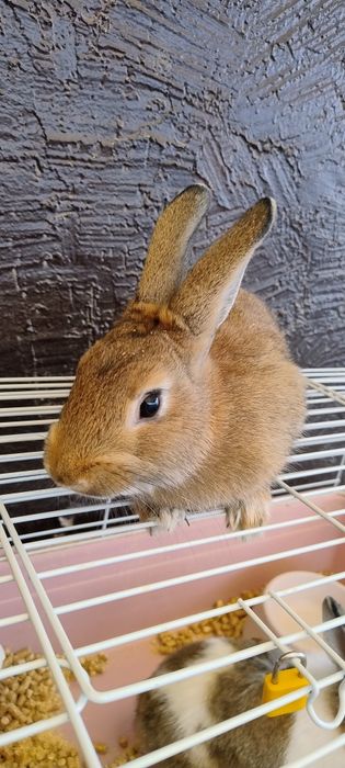 Продаются кролики 4 штуки