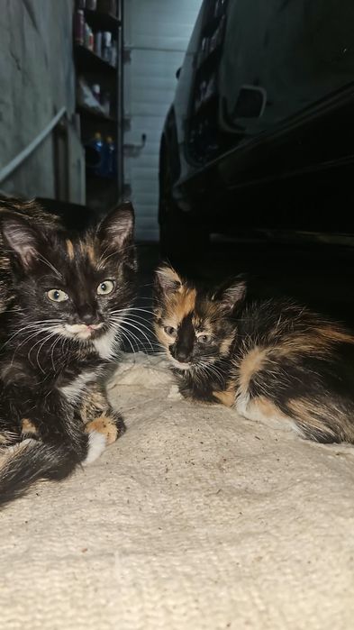 Отдам в добрые руки котят