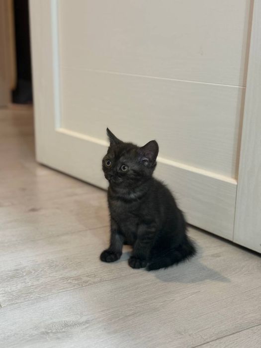 Продается котенок британка-шотландка