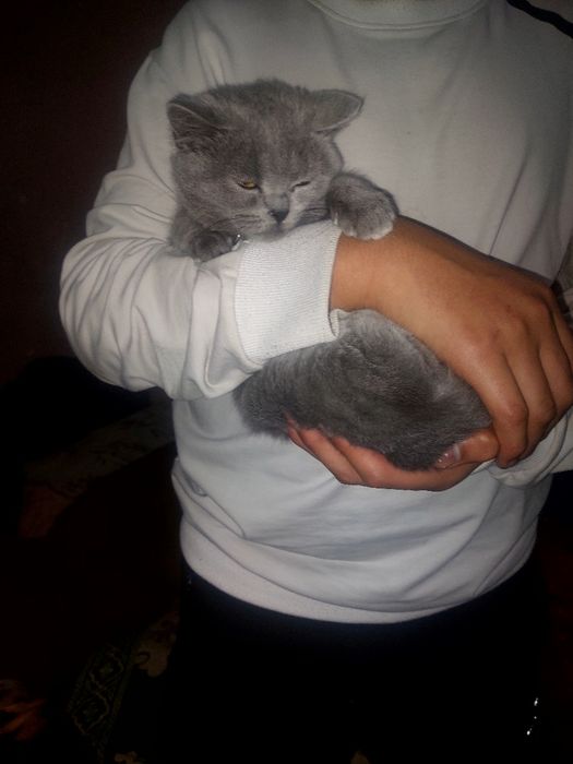 Британский скотш страйт