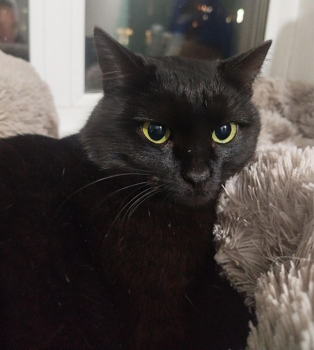 Ласковый Кот Уголёк ищет дом!