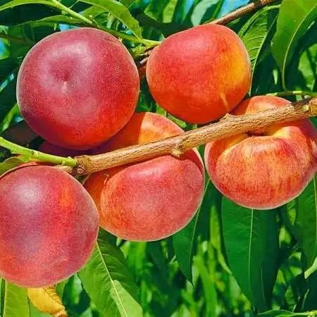 Nectarini Sweet lady ambalați + multe alte soiuri