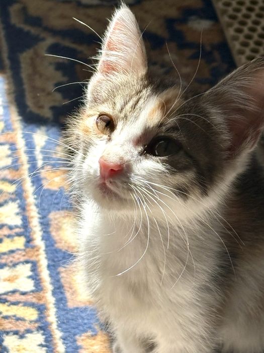 Котенок в добрые руки ищет дом !