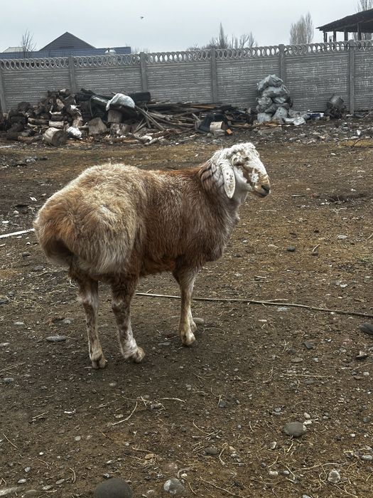 Срочно Арашан 11 айлык кошкар сатылады