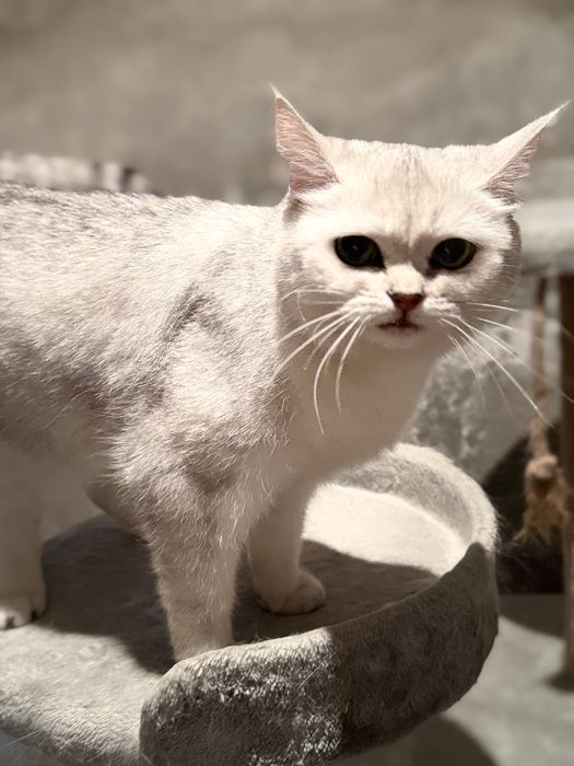 Продается кошка по кличке Мия, скотиш страйт серебристая шиншилла
