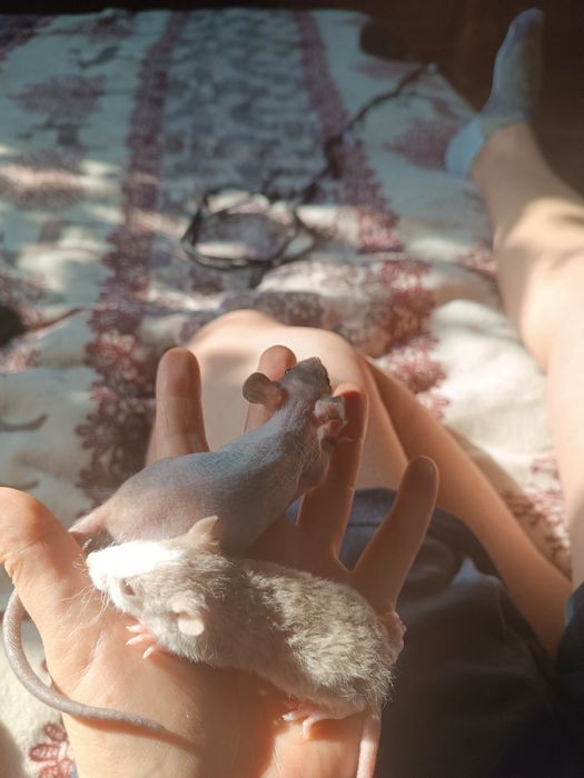 Сфинкс крысята продам