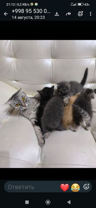 Породистые красивые котята