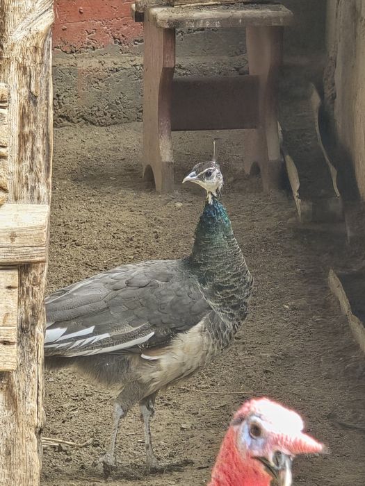 Павлин продаю срочно