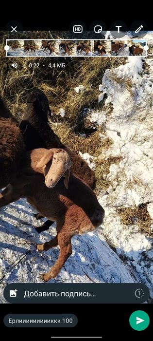 Кошкары арашан гисар