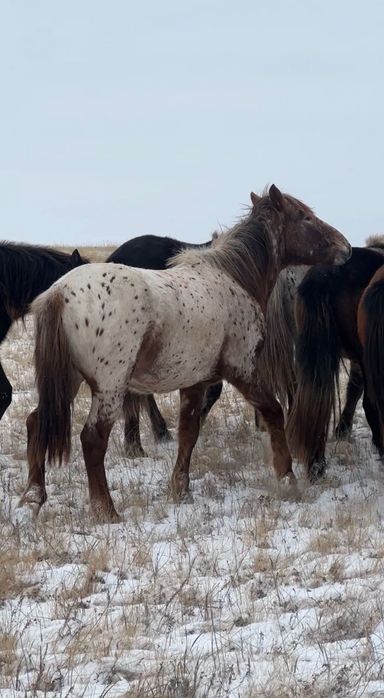 Жеребец 3 года Шубар