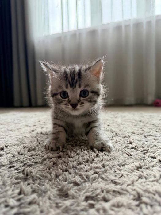 Британский котенок