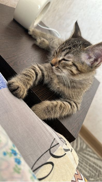 Отдам котенка в добрые руки!