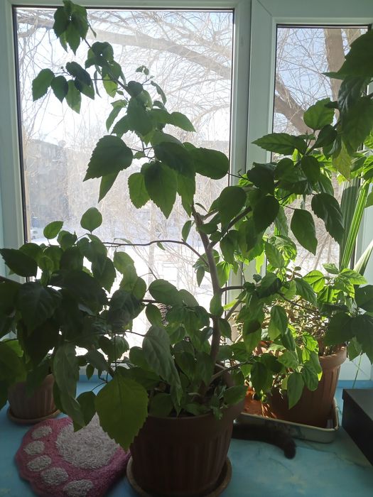 Цветы  на продажу, разные