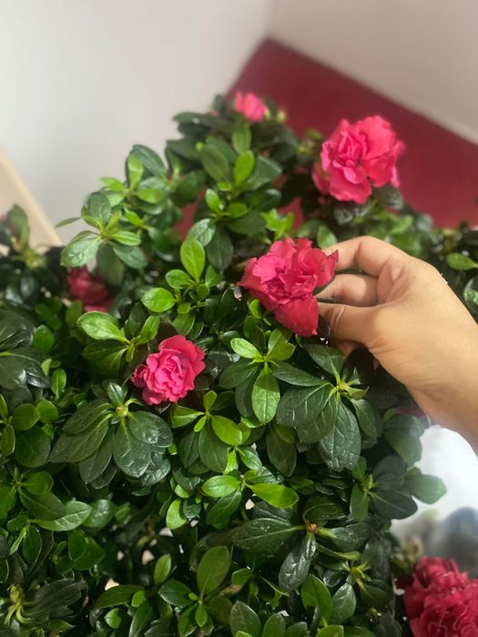 Бөлме гүлдері арзан бағада сатылады