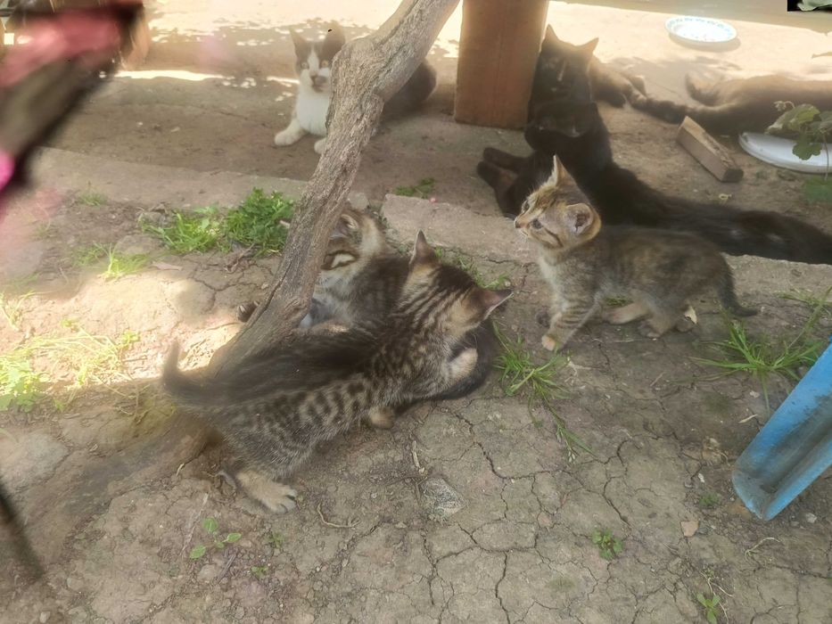Подарявам малки котенца
