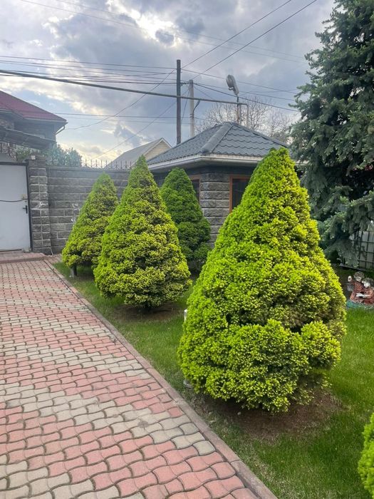 Продам Коника ёлки