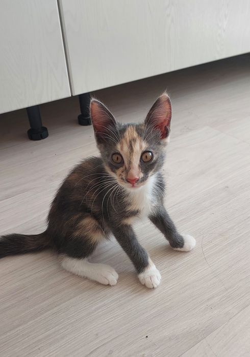 Отдам в добрые и ответственные руки