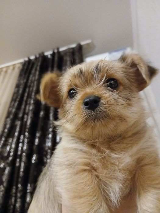 Продам мини йорк