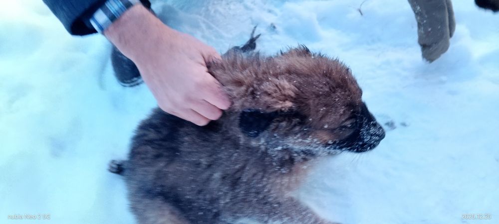 Щенки мощные отдам