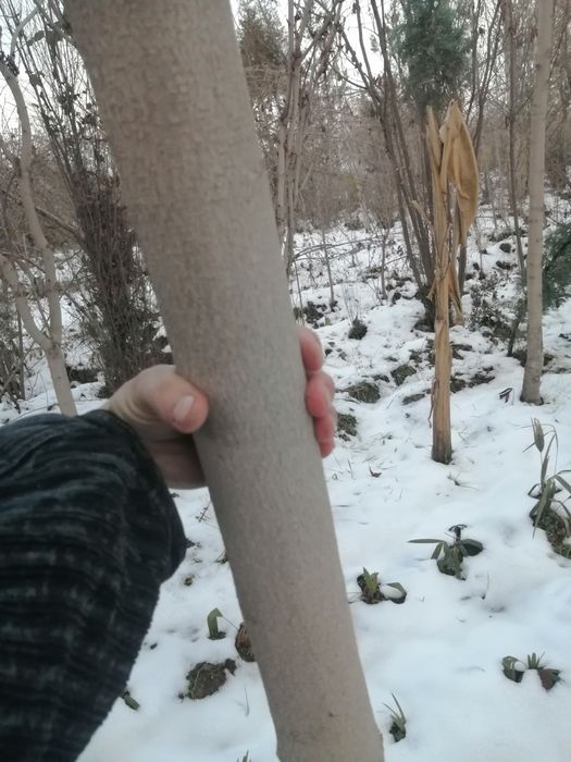 Kashtan daraxtlari bor 3,5metrdan 4,5metrgacha shakl berilgan 15 yilli