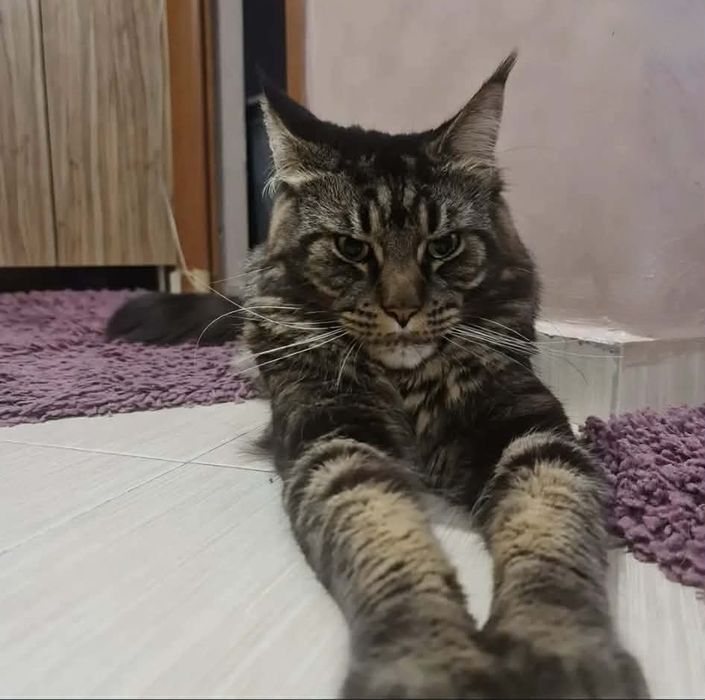 Котенца Мейн Куун