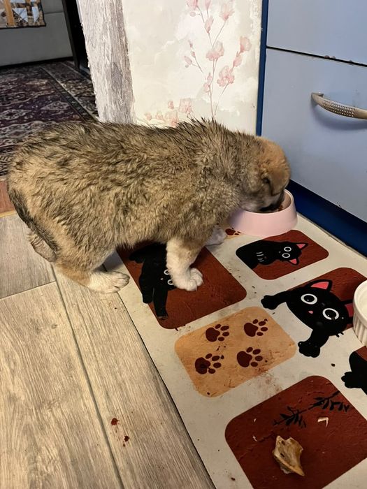 Отдам щенка в добрые руки, доставим до хозяина