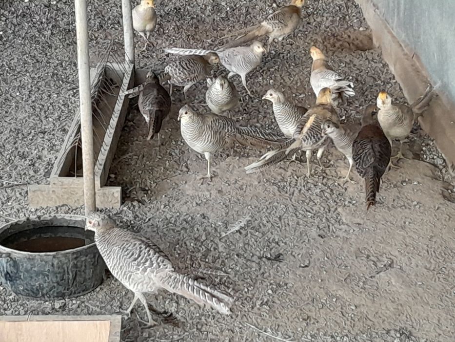 Продам лимонных фазанов парами