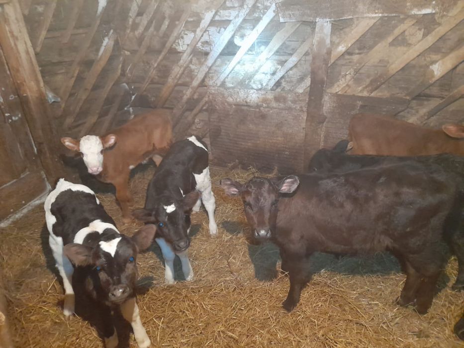 телята бычки телки