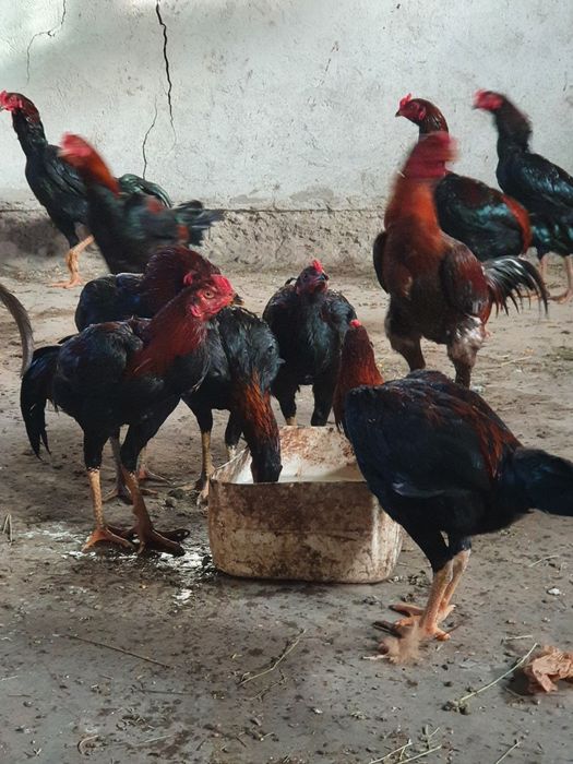 Gaini combatant malaezian