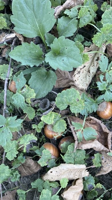 Simburi de alune de padure