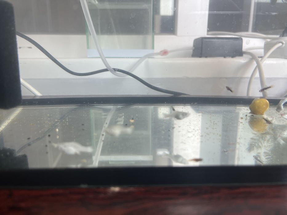 Мальки на продажу