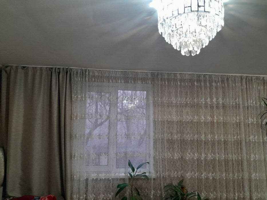 домашняя  цветы  разные