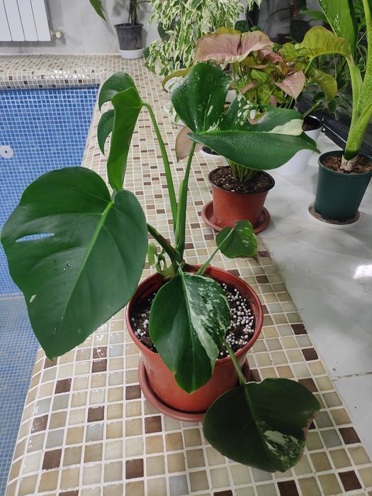 Альба монстера вариегатная