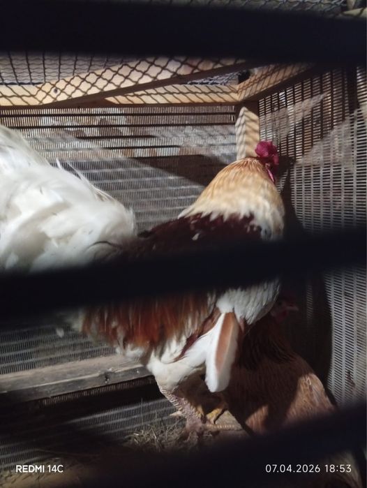 Продам домашнего петуха