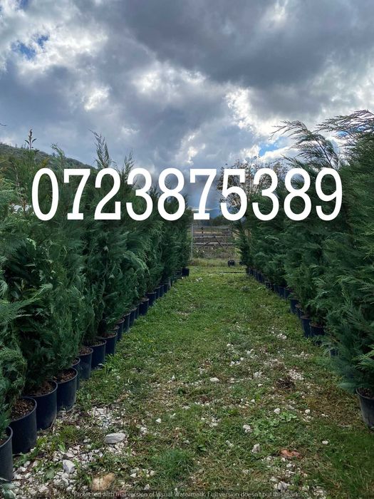 Plante Ornamentale de Calitate – Livrare Oriunde în Țară