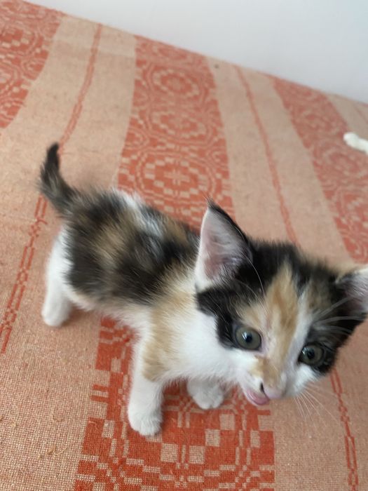 Отдам котенка 1,5 месяца, девочки.