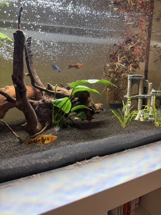 Donez Peste Molly Femela(Poecilia sphenops)