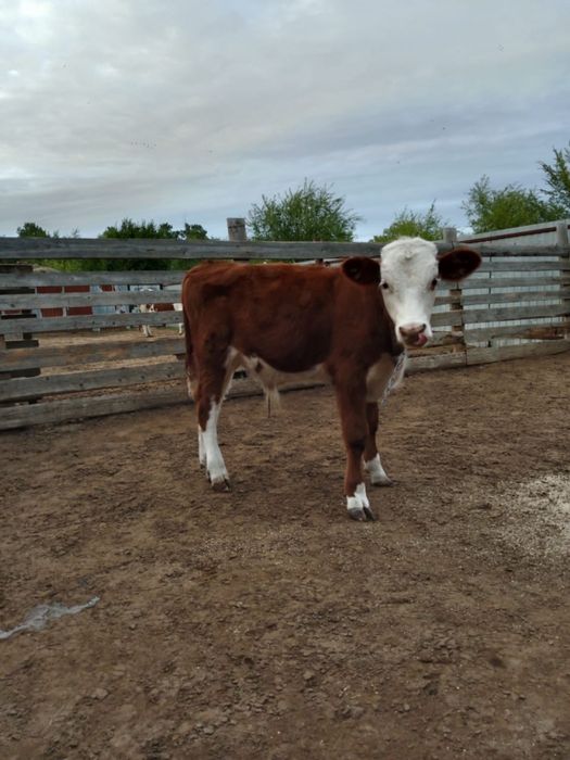 Еркек бұзау сатылады