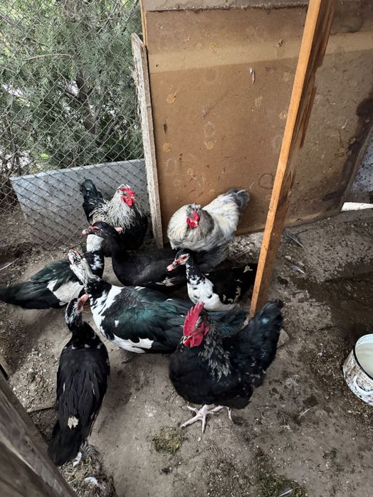 млади неми патици