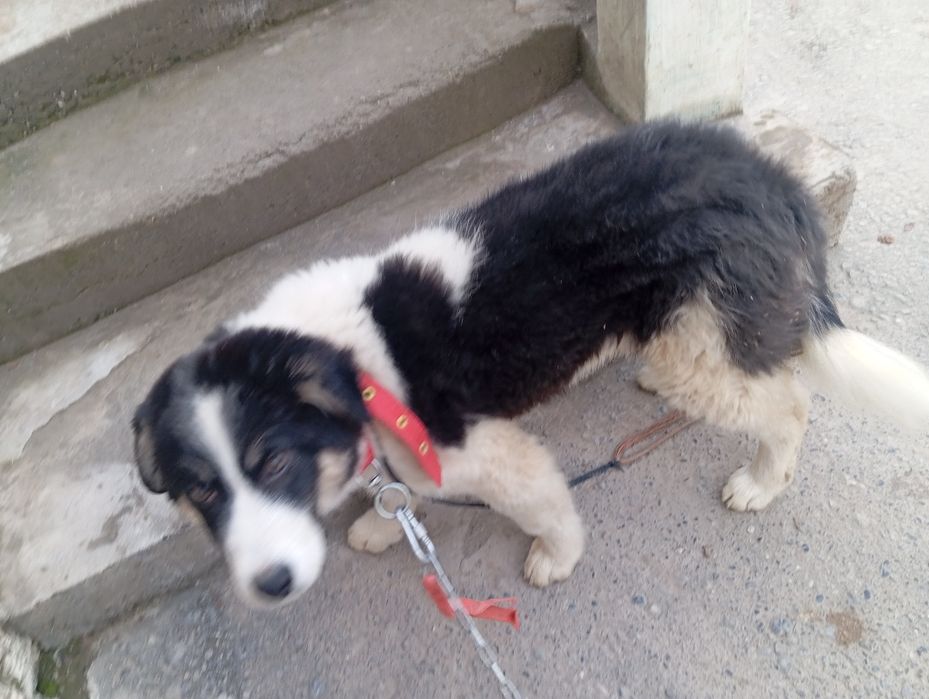 Kuchuk qiz hadiyaga бесплатно