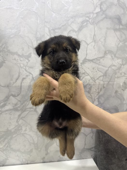 Шенки немецкой овчарки