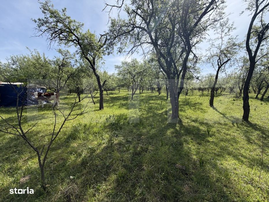 Teren Intravilan in suprafata de 700 mp - Sarmas