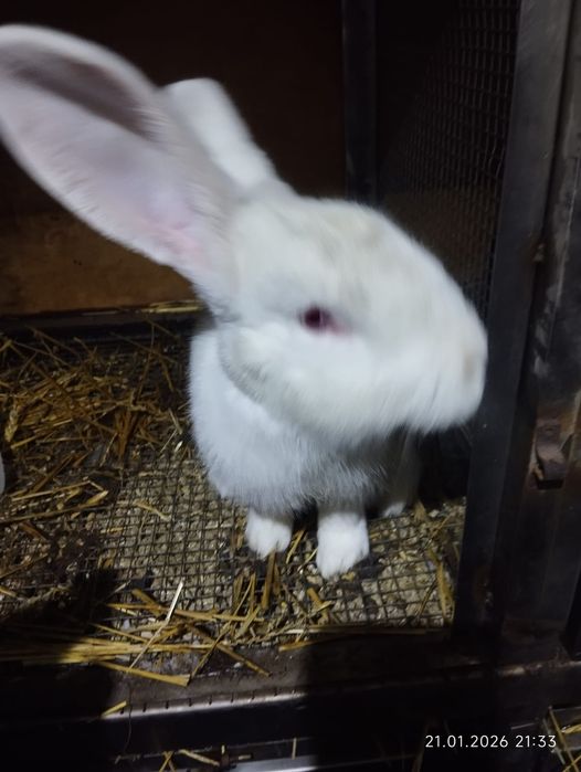 Кролики домашние