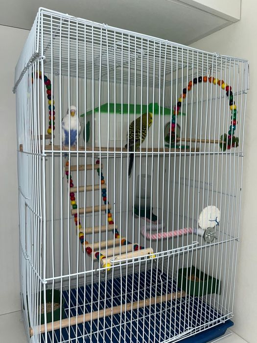 Продам волнистого попугая