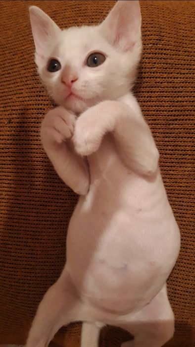 Котёнок в добрые и руки.
