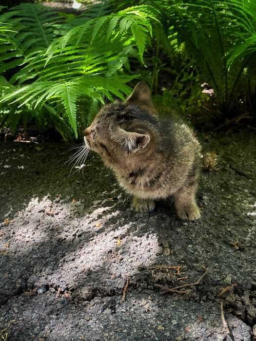 Отдам котят в хорошие руки