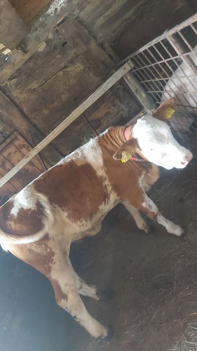 De vanzare vitea baltata