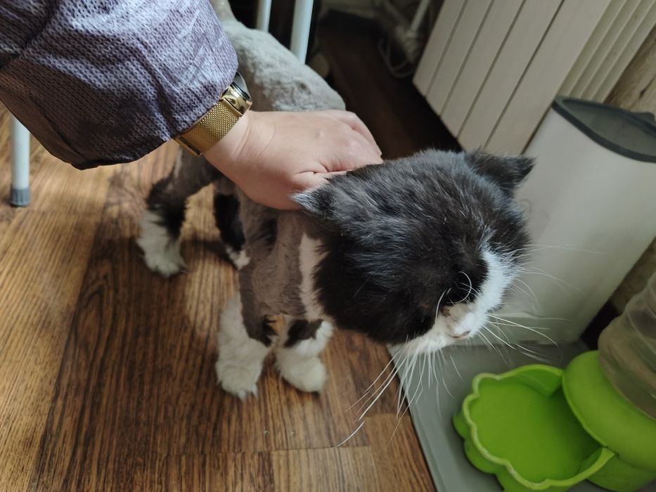 Персидская кошка ищет дом