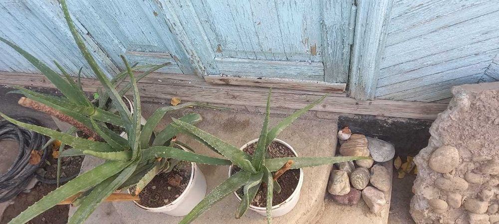 Алоэ вера лечебный