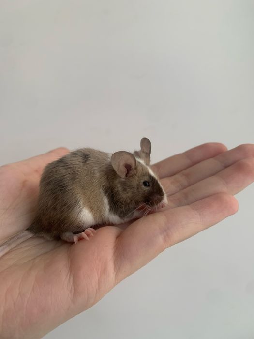 Декоративная мышь(самец) окраса Splashed